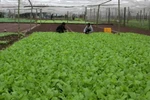 Một vùng sản xuất rau sạch theo tiêu chuẩn VietGap. (Nguồn: TTXVN)