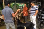 Chọn mua bò và dê chuẩn bị cho lễ hiến tế. (Ảnh: Đỗ Quyên/Vietnam+)