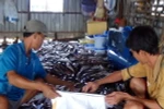 Người dân xã Long Hòa huyện Phú Tân, An Giang vớt cá chết cho vào bao tải mang đi xử lý tiêu hủy. (Ảnh: Đặng Công Mạo/TTXVN)