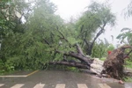 Một cây cổ thụ bị đổ ngã, bịt kín một tuyến đường của thành phố Nha Trang. (Ảnh: Tiên Minh /TTXVN)