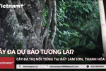 Điềm báo từ cây Đa-Thị 400 năm tuổi trong thành cổ Lam Kinh 