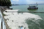 Cá hồ Tây chết nổi trắng mặt nước bốc mùi hôi thối tại khu vực đường Trích Sài. (Ảnh: Huy Hùng/TTXVN)