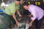 Anh Nguyễn Văn Nghĩa (bên phải) và cán bộ Hạt kiểm lâm huyện Ngọc Hiển chuyển cá thể rùa biển để thả về môi trường tự nhiên. (Ảnh: Huỳnh Thế Anh/TTXVN)