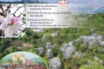 [Infographics] Hoa ban Tây Bắc gọi mời mùa lễ hội