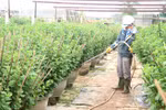 Người dân làng hoa An Lạc, phường Đông Giang, thành phố Đông Hà, tỉnh Quảng Trị, chăm sóc những chậu hoa cúc vụ Tết. (Ảnh: Nguyên Lý/TTXVN)