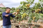 Anh Lê Ngọc Cường, Giám đốc Hợp tác xã nho cảnh, nho kiểng A8 (xã Phước Thuận, huyện Ninh Phước) chăm sóc sản phẩm nho kiểng tạo giàn hình tấm pin năng lượng Mặt Trời. (Ảnh: Nguyễn Thành/TTXVN)