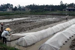 Nông dân chủ động chống rét cho mạ bằng cách che phủ nylon. (Ảnh: TTXVN)