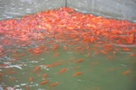 Theo người nuôi cá chép đỏ xã Mỹ Trung giá cả năm nay giảm so với năm trước. (Ảnh: Công Luật/TTXVN)