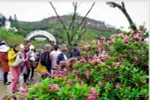 Du khách đến với Lễ hội hoa đỗ quyên. (Ảnh: Thanh Hà/TTXVN)