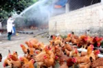 Lào Cai phong tỏa chặt chẽ điểm phát sinh dịch cúm A/H5N6