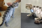 Một chú mèo cau có khi được cắt tỉa thành một em khủng long xinh xắn. (Nguồn: http://shanghaiist.com)