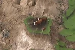 Ba chú bò bị mắc kẹt trên 'ốc đảo' nhỏ. (Nguồn: stuff.co.nz)