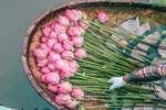 Để có được những túi trà sen thơm ngát phải trải qua nhiều công đoạn cầu kì, công phu, mất rất nhiều thời gian, công sức. (Ảnh: Hương Trà/Vietnam+)