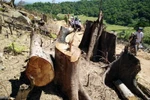 Nhiều cây cổ thụ bị lâm tặc đốn hạ còn trơ gốc tại hiện trường. (Ảnh: Nguyên Linh/TTXVN)