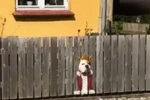 Hình ảnh Bogart cắt từ clip do người đi đường quay lại. (Nguồn: BoredPanda)