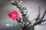 Hoa đào ngày Tết. (Nguồn: TTXVN)