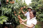 Vải thiều Bắc Giang. (Nguồn: TTXVN)