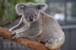 Australia mở chiến dịch quyên góp cứu gấu túi bị thương do cháy rừng