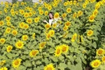 Du khách chụp ảnh lưu niệm tại vườn hoa hướng dương. (Ảnh: Hồng Điệp/TTXVN)