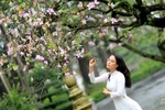 Thiếu nữ Hà Thành e ấp giữa mùa ban. (Ảnh: Nhật An/TTXVN)