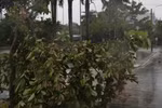 Một số cây xanh trên địa bàn thành phố Tuy Hòa, Phú Yên bị ngã đỗ. (Ảnh: Phạm Cường/TTXVN)
