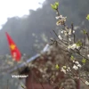 Lào Cai: Hoa mận nở trắng trời, chờ du khách lên chơi Tết nơi “cao nguyên trắng”