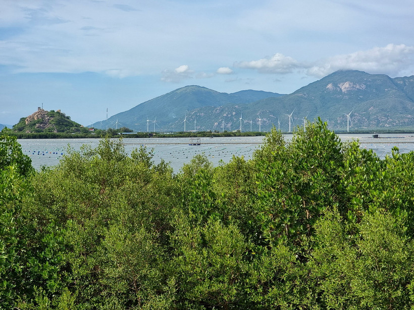 Rừng ngập mặn khu vực biển Đầm Nại (huyện Ninh Hải, Ninh Thuận) góp phần phục hồi hệ sinh thái, ứng phó biến đổi khí hậu. (Ảnh: Nguyễn Thành/TTXVN)