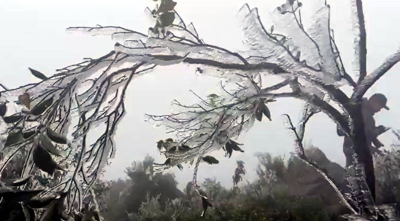 Băng giá xuất hiện tại đỉnh Cao Ly, huyện Bình Liêu. (Ảnh: TTXVN phát)