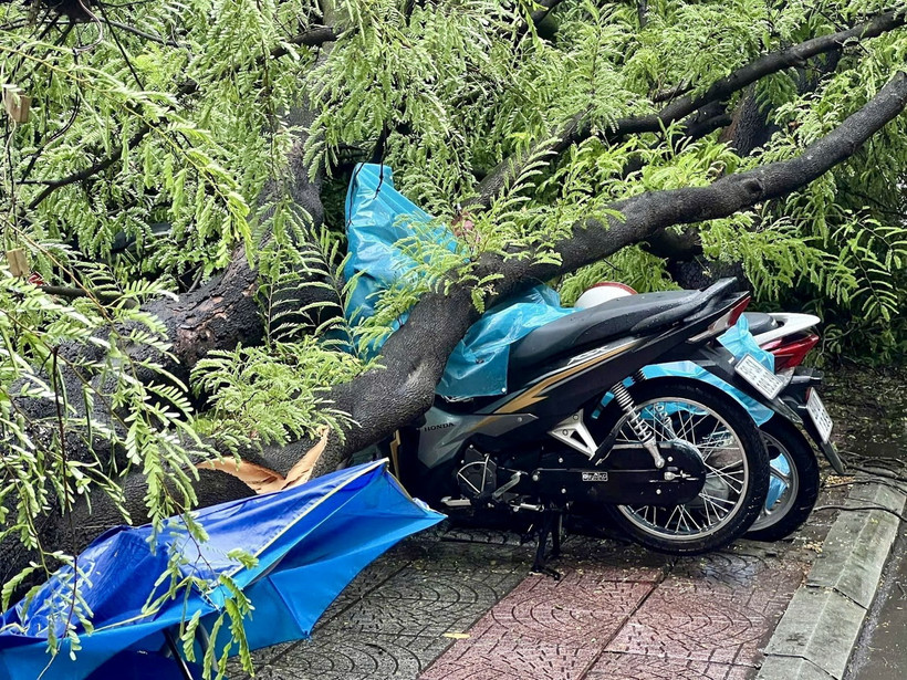 Cây xanh bật gốc đè lên một số xe máy sau cơn mưa trên đường Nguyễn Du, quận 1. (Ảnh: TTXVN phát)