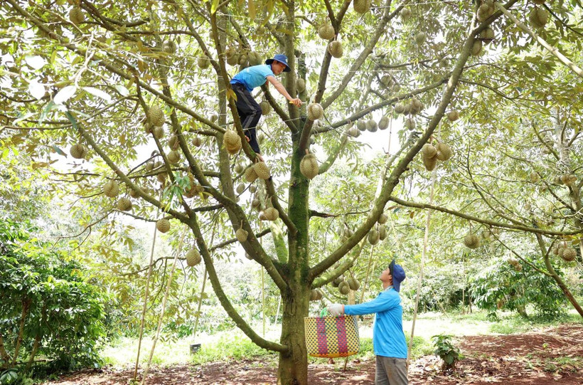Nông dân thu hoạch sầu riêng năm 2024. (Ảnh: Hoài Thu/TTXVN) 