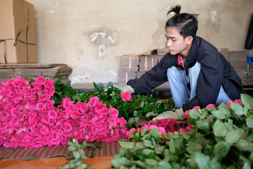 Đóng gói hoa hồng Đà Lạt tại một vựa thu mua để chuyển đi các tỉnh tiêu thụ. (Ảnh: Nguyễn Dũng/TTXVN)