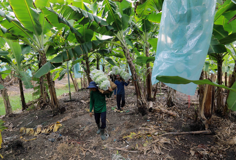 Thu hoạch chuối phục vụ xuất khẩu tại trang trại chuối ở huyện Đức Huệ, tỉnh Long An. (Ảnh: Vũ Sinh/TTXVN)