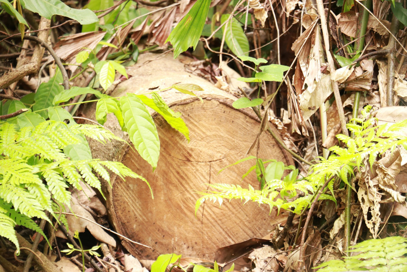 Cây rừng tự nhiên loại lớn bị chặt hạ trái phép có đường kính từ 30-35cm, loại nhỏ cũng 20cm. (Ảnh: Nguyên Lý/TTXVN)