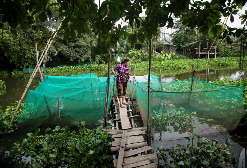 Người dân xã Phước Chỉ, thị xã Trảng Bàng, tỉnh Tây Ninh nuôi cá ven sông Vàm Cỏ Đông trắng tay vì nguồn nước ô nhiễm. (Ảnh: Giang Phương/TTXVN)