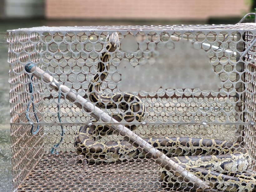 Cá thể trăn gấm được người dân giao nộp cho lực lượng chức năng. (Ảnh: TTXVN phát)