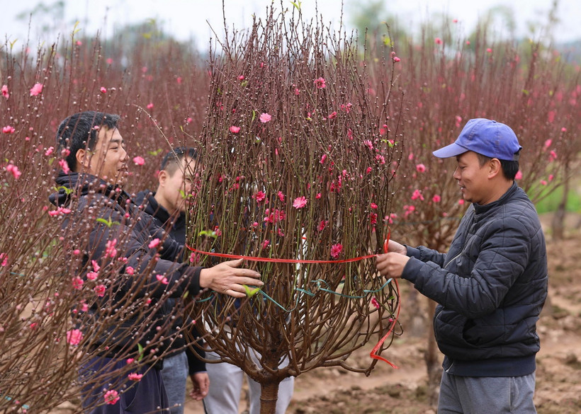 Mua hoa đào dịp Tết. (Nguồn: TTXVN)
