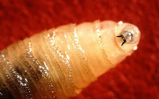 Ảnh minh họa. (Nguồn: AP)