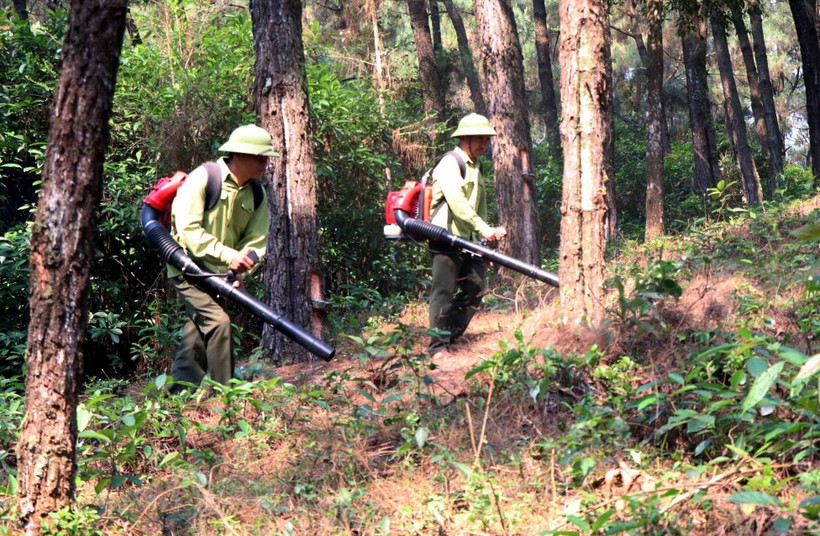 Lực lượng kiểm lâm dọn đường băng cản lửa phòng chống cháy rừng. (Ảnh minh họa: Công Tường/TTXVN)