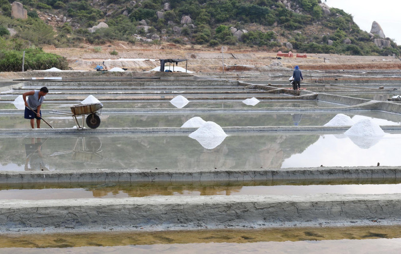 Diêm dân huyện Ninh Hải thu hoạch muối. (Ảnh: Nguyễn Thành/TTXVN)