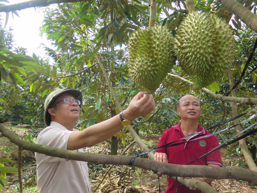 Vườn sầu riêng trong vùng quy hoạch tại huyện Đăk Hà, tỉnh Kon Tum, mang lại lợi nhuận khoảng gần 1 tỷ đồng/ha. (Ảnh: Dư Toán/TTXVN)