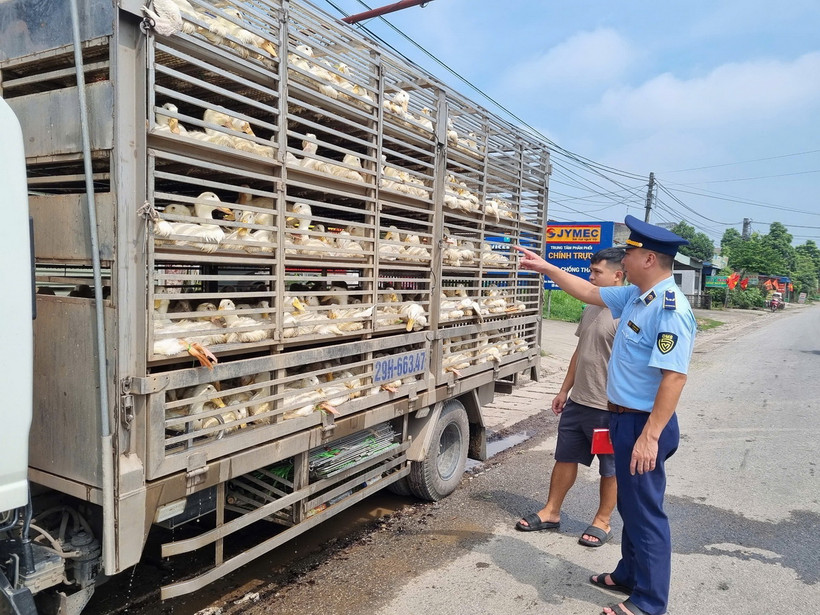 Xe ôtô biển kiểm soát 29H-663.47 bị phát hiện đang vận chuyển 600 con vịt, tương đương khoảng 1,5 tấn không có giấy chứng nhận kiểm dịch động vật. (Ảnh: TTXVN phát)