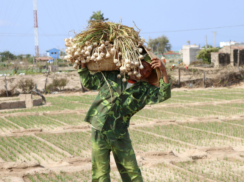 Người dân xã Thanh Hải (huyện Ninh Hải, tỉnh Ninh Thuận) thu hoạch tỏi. (Ảnh: Nguyễn Thành/ TTXVN)