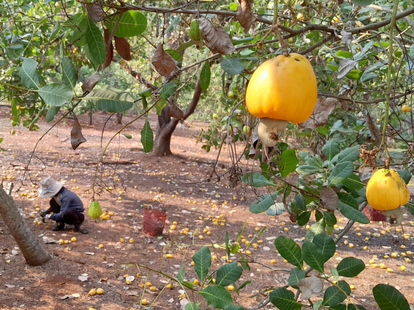 Người dân thu hoạch điều. (Ảnh: K GỬIH/TTXVN)