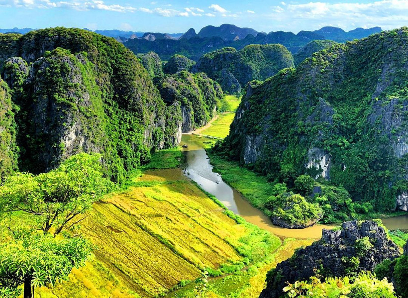 Mùa lúa chín Tam Cốc nhìn toàn cảnh từ Hang Múa. (Ảnh: CTV)