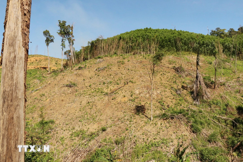 Một mặt của ngọn đồi thuộc tiểu khu 1138, lâm phần Công ty Trách nhiệm hữu hạn Một thành viên Lâm nghiệp Krông Bông bị 'cạo trọc' để làm nương rẫy. (Ảnh: Tuấn Anh/TTXVN)