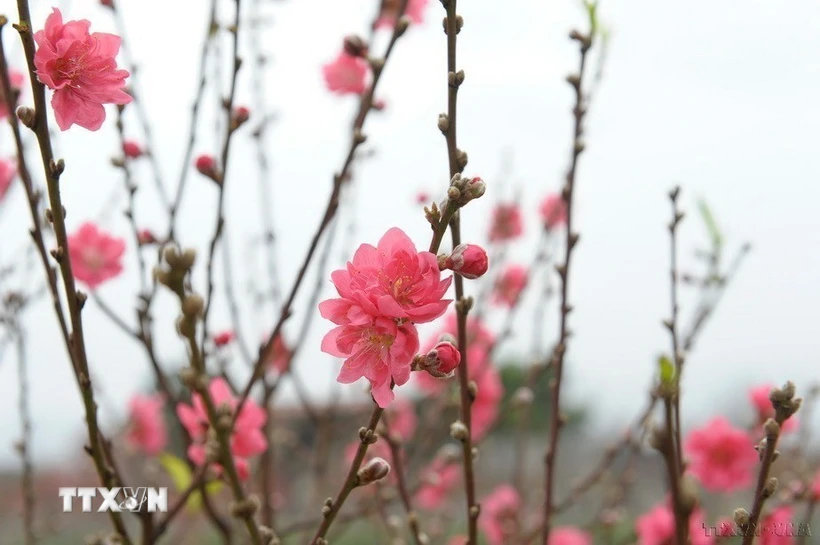 Hoa đào ngày Tết. (Nguồn: TTXVN)