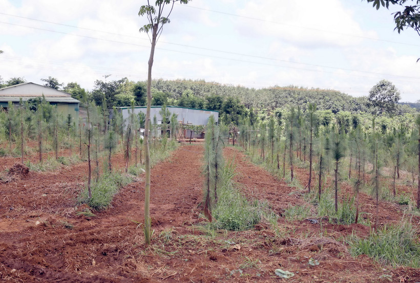 Rừng thông 3 năm tuổi gần trạm quản lý bảo vệ rừng của Công ty Trách nhiệm hữu hạn Một thành viên lâm nghiệp Quảng Sơn tại xã Quảng Sơn, huyện Đắk Glong, tỉnh Đắk Nông.