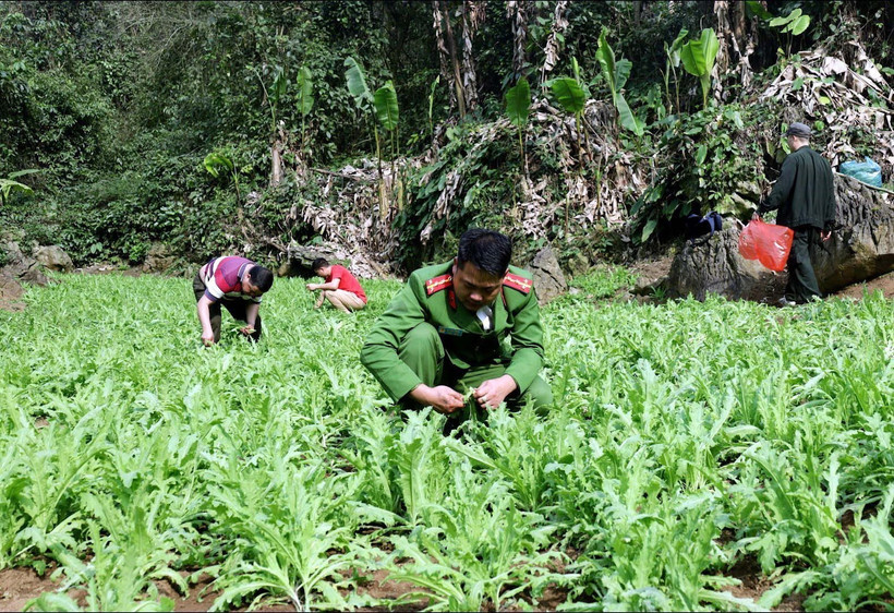 Diện tích cây thuốc phiện trồng trái phép bị Công an tỉnh Lạng Sơn phát hiện, phá nhổ để tiêu hủy. (Ảnh: TTXVN phát)
