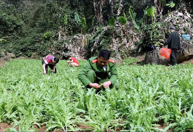 Diện tích cây thuốc phiện trồng trái phép bị Công an tỉnh Lạng Sơn phát hiện, phá nhổ để tiêu hủy. (Ảnh: TTXVN phát)