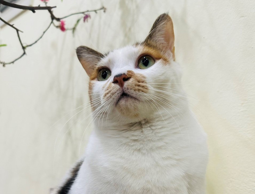 Theo giáo sư Miyamoto, sự đóng góp của mèo cho nền kinh tế Nhật Bản là vô cùng to lớn. (Nguồn: Vietnam+)